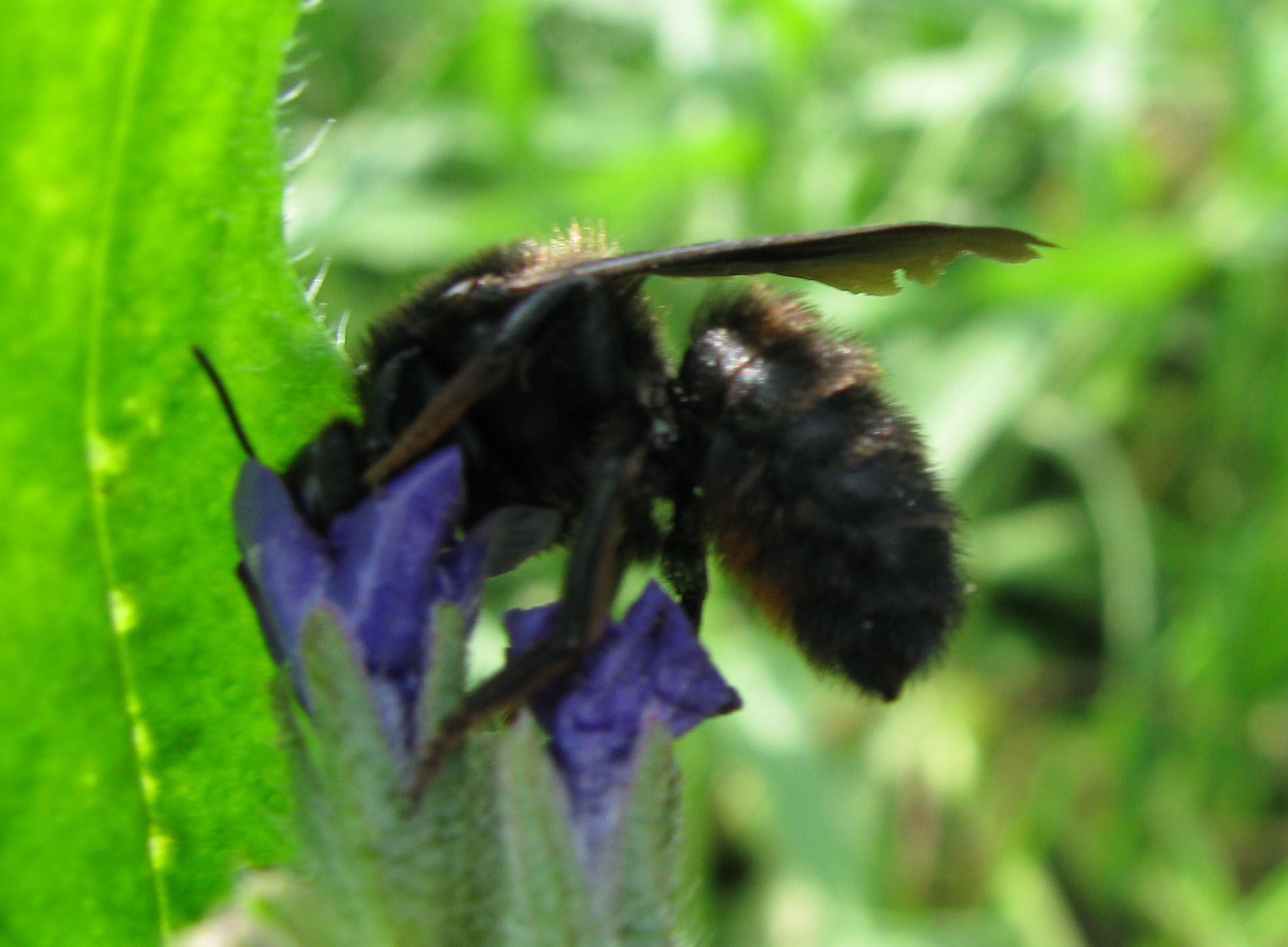 Chalicodoma parietina, femmina (Apidae Megachilinae)